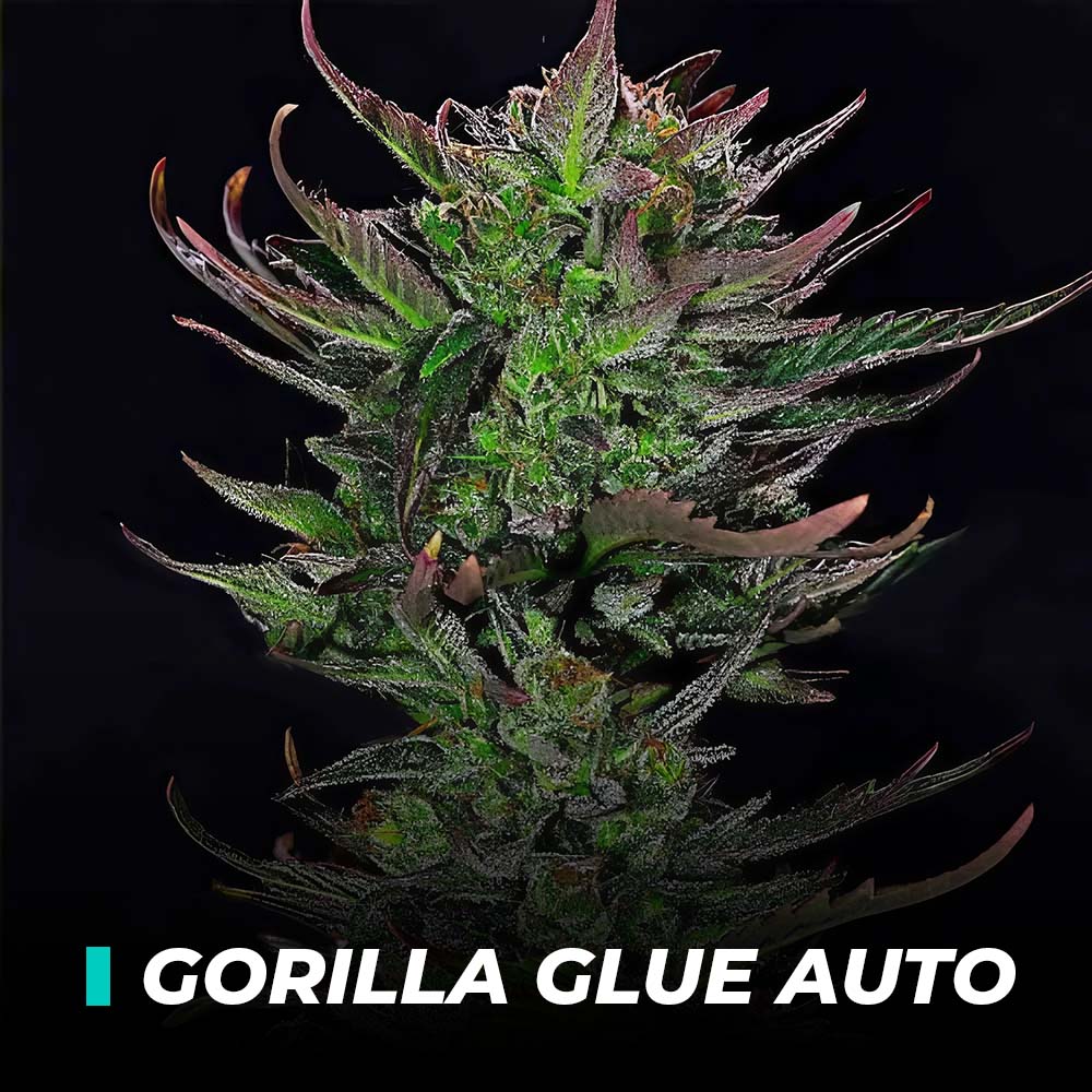 GORILLA-GLUE-AUTO Gorilla Glue Auto