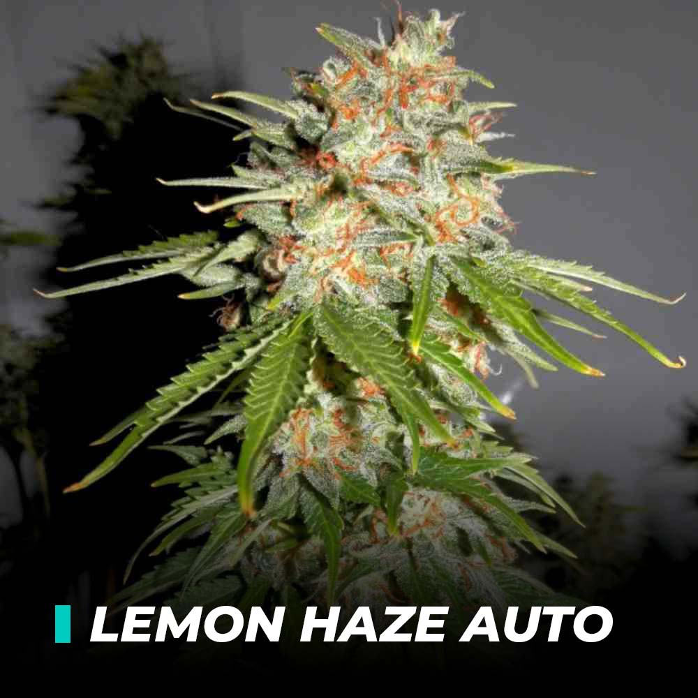 LEMON-HAZE-AUTO Lemon Haze Auto