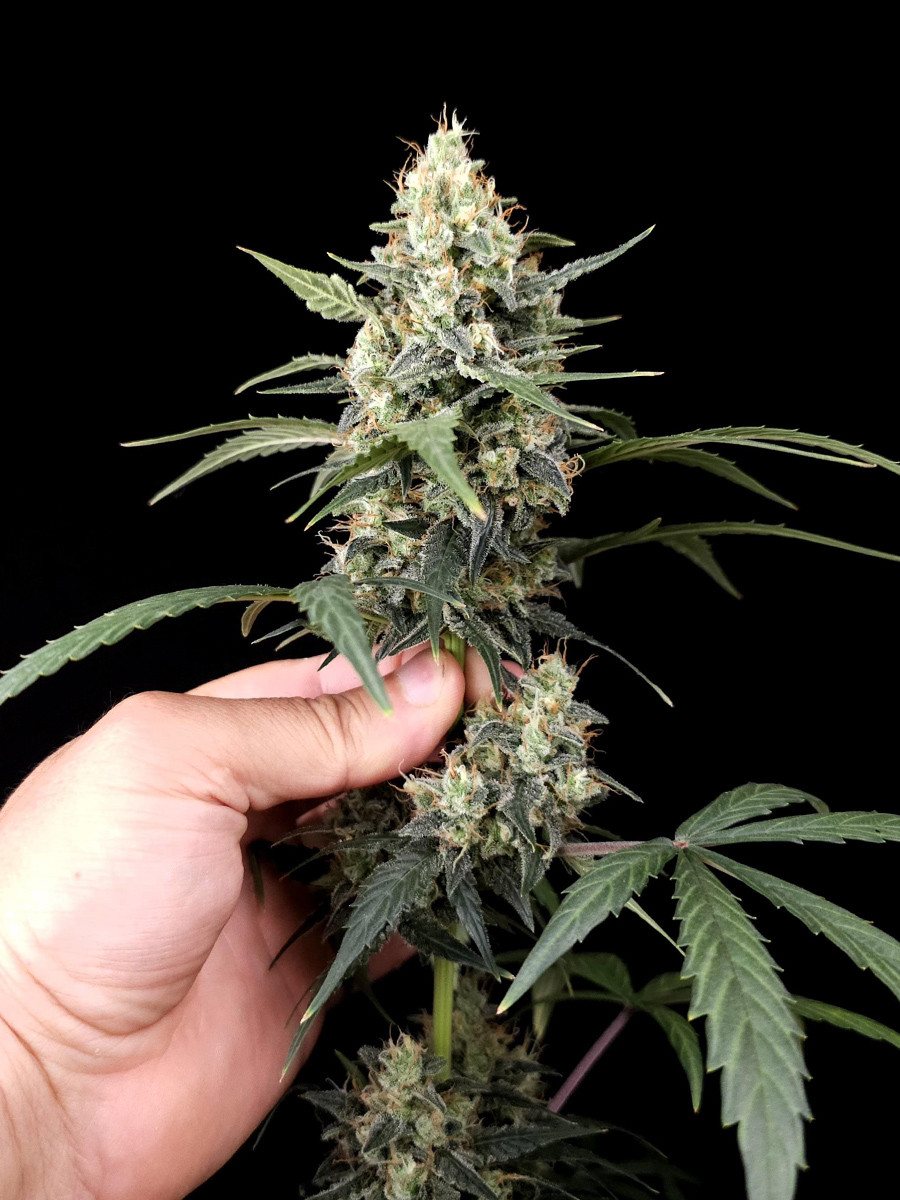 afghan-auto (1)
