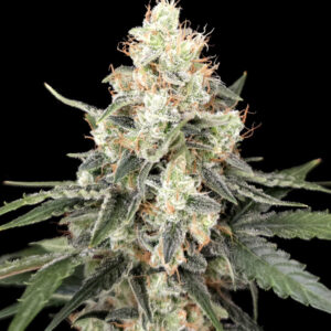 Zbliżenie na kwitnącą roślinę marihuany Afghan Auto od Ganja Farmer – 86% Indica autoflowering, pokryta żywicznymi trichomami, z widocznymi pomarańczowymi włoskami i zielonymi liśćmi. Idealna odmiana kolekcjonerska o haszyszowym smaku, szybkim kwitnieniu (55-65 dni) i relaksującym działaniu. Nasiona marihuany autoflowering wysokiej jakości.