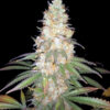 Zdjęcie rośliny konopi Afghan Fast od Ganja Farmer – feminizowanej odmiany o przewadze genów Indica (90%), z gęstymi, żywicznymi pąkami, szybkim kwitnieniem (6-7 tygodni) i wysoką zawartością THC (15-20%). Roślina ma zielono-fioletowe liście oraz aromatyczne topy z nutami haszu, przypraw i owoców. Idealna dla kolekcjonerów nasion.