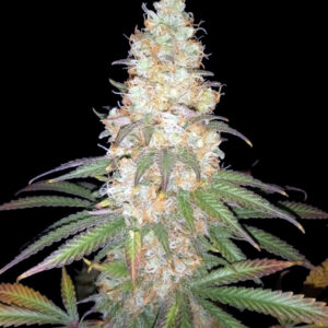 Zdjęcie rośliny konopi Afghan Fast od Ganja Farmer – feminizowanej odmiany o przewadze genów Indica (90%), z gęstymi, żywicznymi pąkami, szybkim kwitnieniem (6-7 tygodni) i wysoką zawartością THC (15-20%). Roślina ma zielono-fioletowe liście oraz aromatyczne topy z nutami haszu, przypraw i owoców. Idealna dla kolekcjonerów nasion.