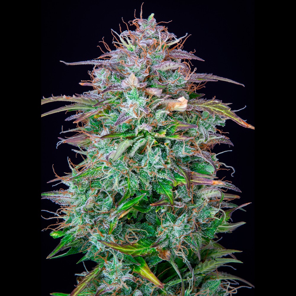 AK 2.0 XL Auto – produktywna Sativa z cytrusowym aromatem 1 Zdjęcie dojrzałej rośliny marihuany odmiany AK 2.0 XL Auto od Ganja Farmer Seeds, pokrytej gęstą warstwą żywicy i trichomów. Widoczne jasne, zielone liście oraz pomarańczowe i brązowe włoski, które nadają jej unikalny wygląd.