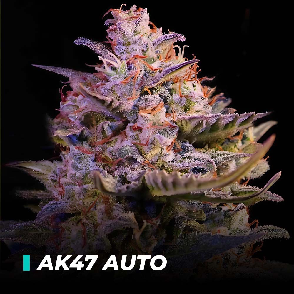 ak47-auto AK47 Auto