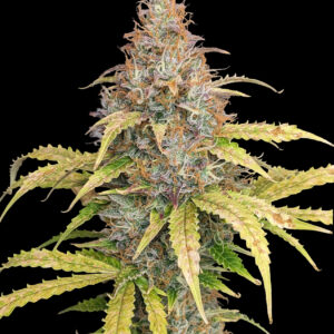 Amnesia XL Auto – Potężna i kreatywna Sativa