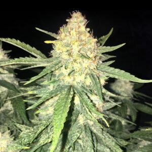 Automatycznie kwitnąca roślina konopi Auto Gelato z gęstymi, żywicznie pokrytymi topami, jasnozielonymi liśćmi i pomarańczowymi słupkami, gotowa do zbioru.