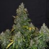 Zkittlez Auto – kompaktowa roślina konopi autoflowering z gęstymi, żywicznymi topami, zielono-żółtymi liśćmi i intensywnym pokryciem trichomów, idealna do uprawy indoor i outdoor