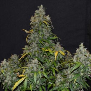 Zkittlez Auto – kompaktowa roślina konopi autoflowering z gęstymi, żywicznymi topami, zielono-żółtymi liśćmi i intensywnym pokryciem trichomów, idealna do uprawy indoor i outdoor