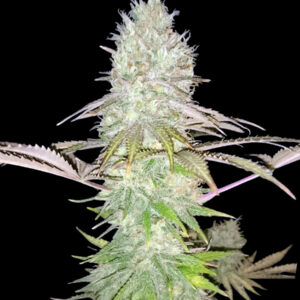 Zbliżenie na top rośliny marihuany Big Jack od Ganja Farmer Seeds – feminizowana odmiana hybrydowa Jack Herer x Afghani, obfite plony, intensywnie żywiczne topy, cytrusowy aromat i zrównoważone działanie Indica/Sativa 50/50.