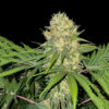 Kwiatostan odmiany Ganja Skunk Fast – feminizowana, szybkokwitnąca marihuana o wysokich plonach, intensywnym aromacie skunka, nutach cytrusowych i owocowych, idealna do kolekcjonerskich zastosowań.