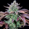 Gorilla Cookies Auto – automatyczna odmiana marihuany od Ganja Farmer. Gęste, żywiczne topy o ziemisto-owocowym aromacie i intensywnym smaku. Nasiona feminizowane, THC do 25%, szybki cykl wzrostu 9-10 tygodni. Idealna dla początkujących i doświadczonych hodowców.