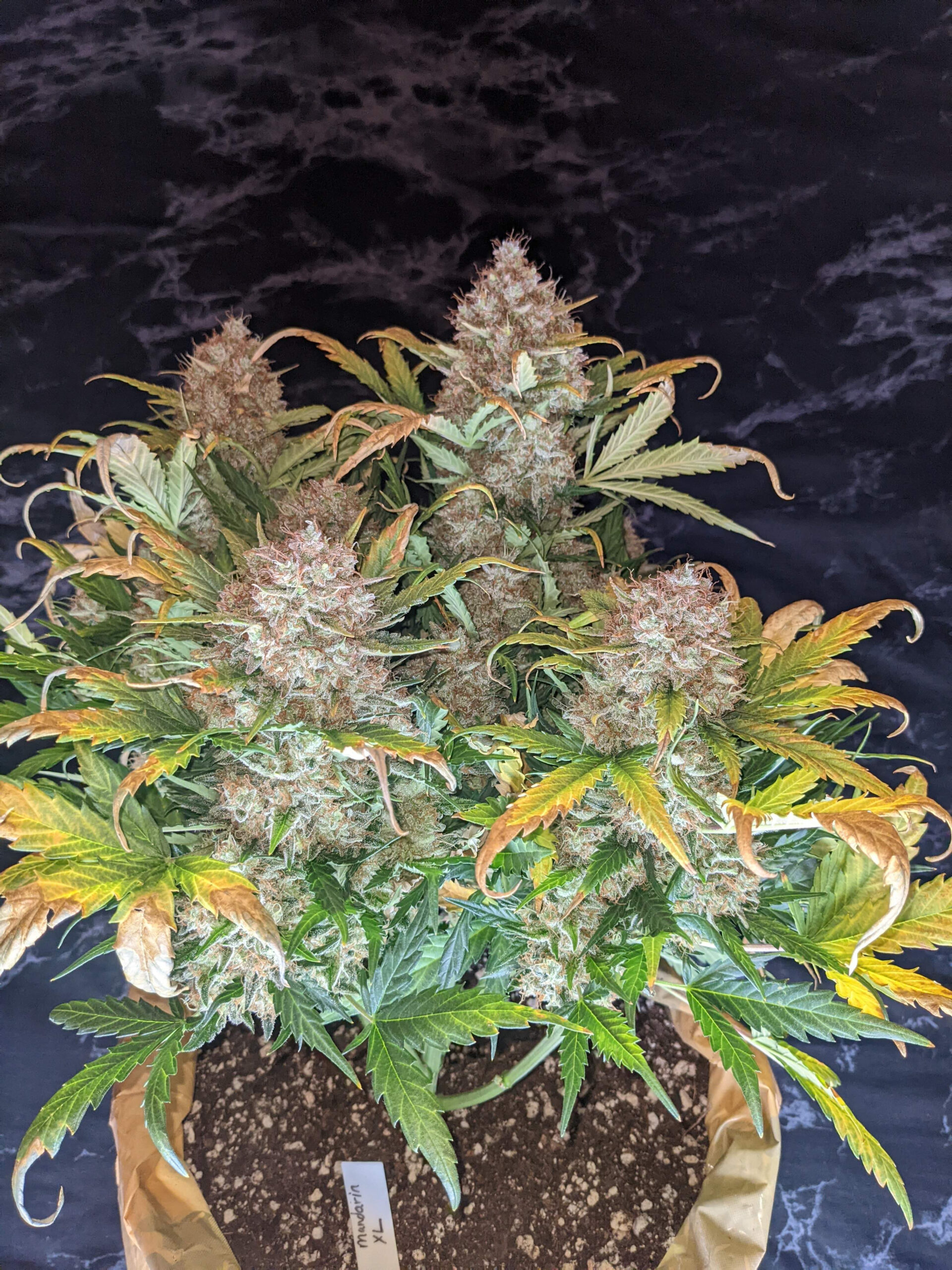 mandarine-xl-auto (1)