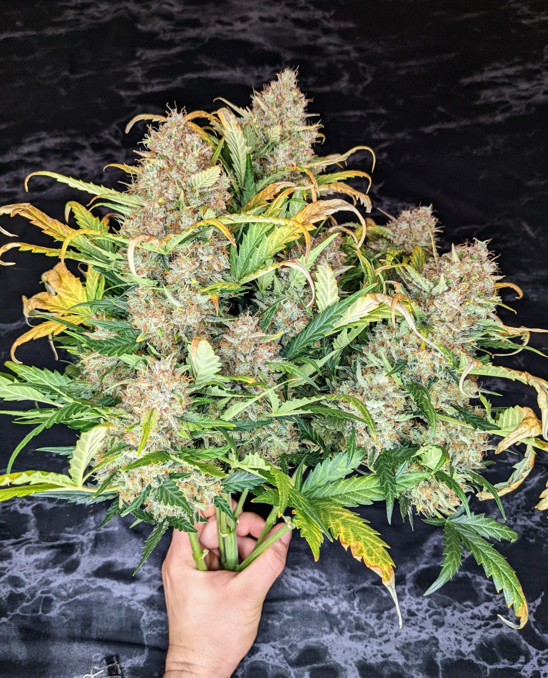 mandarine-xl-auto (2)