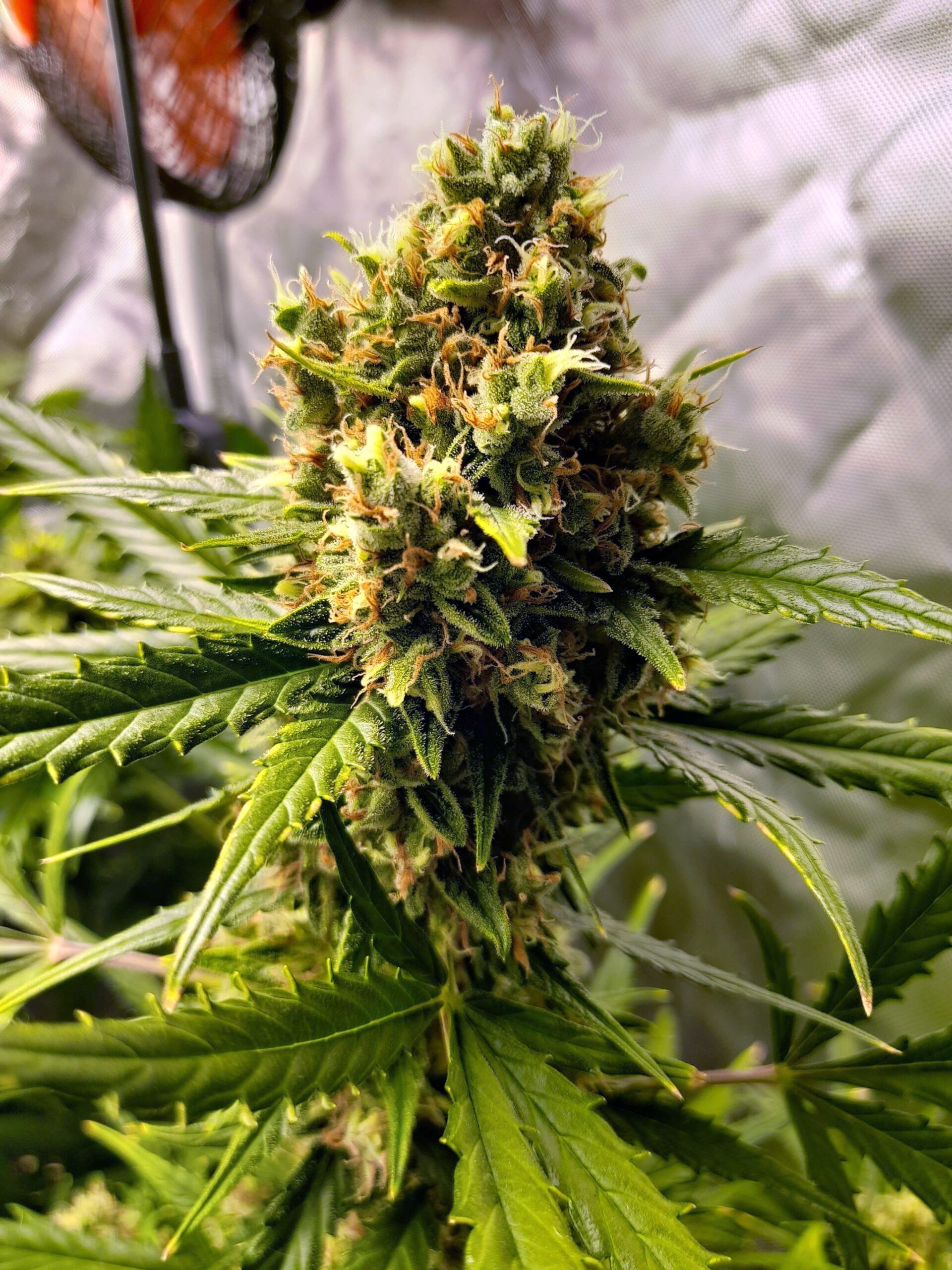 mandarine-xl-auto (3)