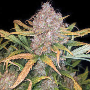 Zdjęcie odmiany marihuany Mandarine XL Auto od Ganja Farmer – automatycznej, feminizowanej Sativy o mandarynkowym aromacie, wysokiej zawartości THC (18-23%) i dużych, żywicznych pąkach idealnych do ekstraktów. Widoczne gęste topy z pomarańczowymi włoskami i zielono-żółtymi liśćmi, które wyróżniają tę odmianę w uprawach indoor i outdoor.