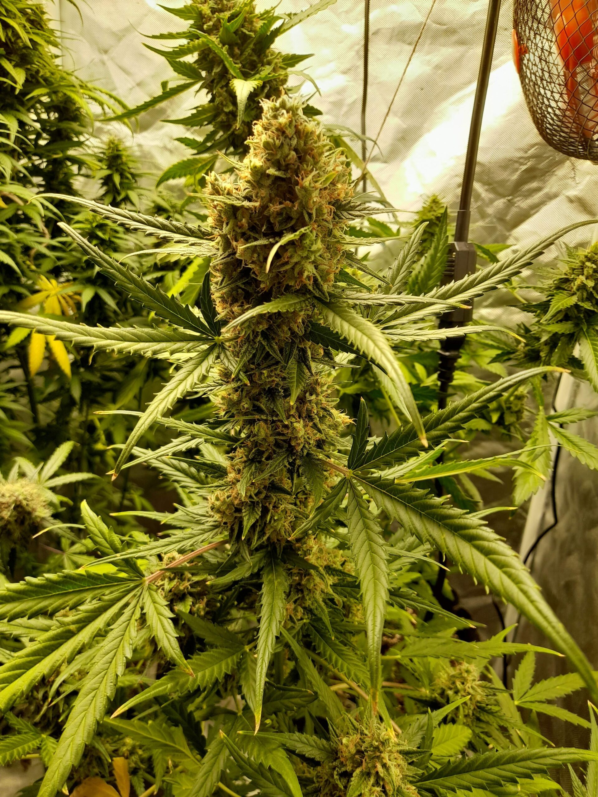 mandarine-xl-auto (4)