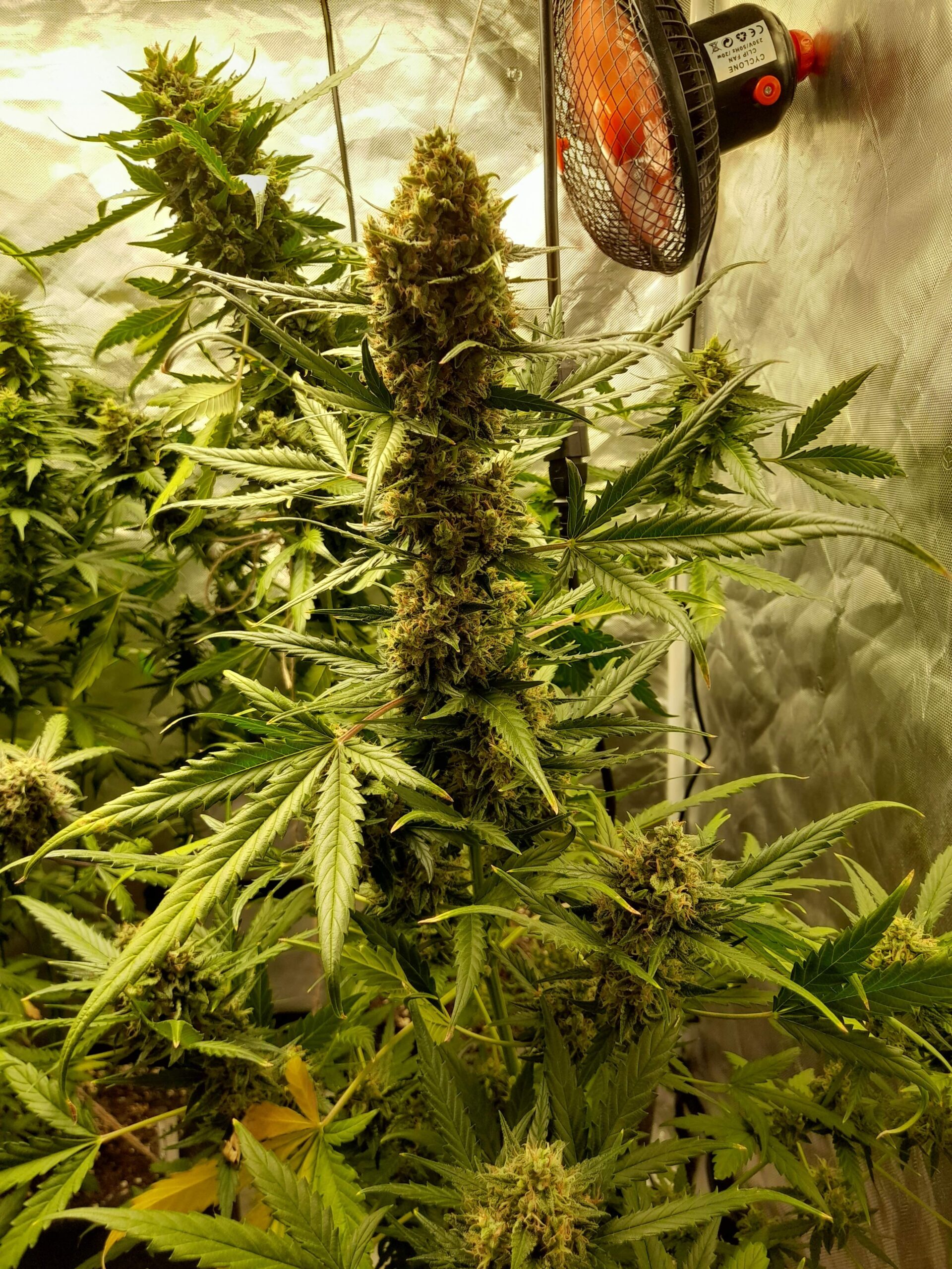 mandarine-xl-auto (5)