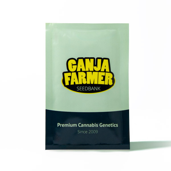 mandarine-xl-auto (7)