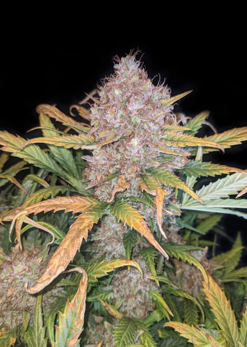 Mandarine XL Auto – wysoka Sativa o cytrusowym aromacie 1 Zdjęcie odmiany marihuany Mandarine XL Auto od Ganja Farmer – automatycznej, feminizowanej Sativy o mandarynkowym aromacie, wysokiej zawartości THC (18-23%) i dużych, żywicznych pąkach idealnych do ekstraktów. Widoczne gęste topy z pomarańczowymi włoskami i zielono-żółtymi liśćmi, które wyróżniają tę odmianę w uprawach indoor i outdoor.