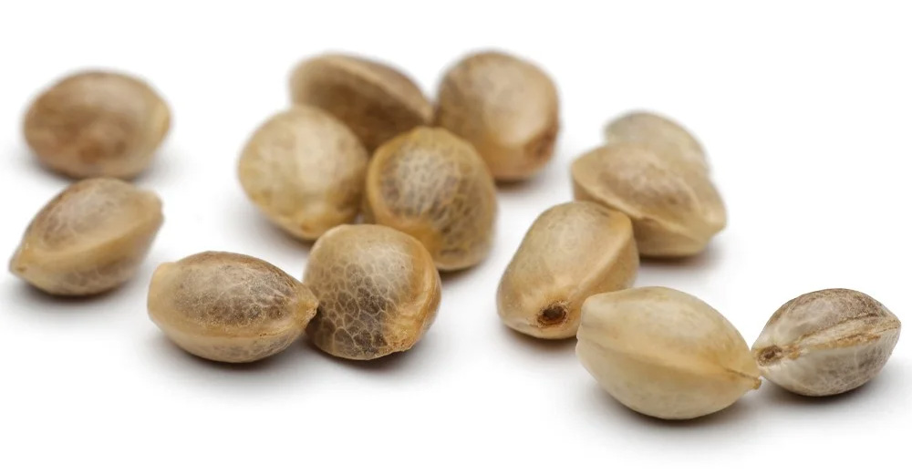 Zdjęcie nasion marihuany na białym tle – wysokiej jakości feminizowane nasiona różnych odmian konopi, idealne do kolekcjonowania. Baner kategorii "Nasiona marihuany" prezentujący różnorodność produktów dla pasjonatów genetyki konopi.