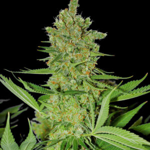 Zbliżenie na kwiatostan odmiany OG Kush Fast od Ganja Farmer – gęste, żywiczne pąki pokryte białymi trichomami i pomarańczowymi włoskami na tle ciemnym. Idealna odmiana kolekcjonerska.