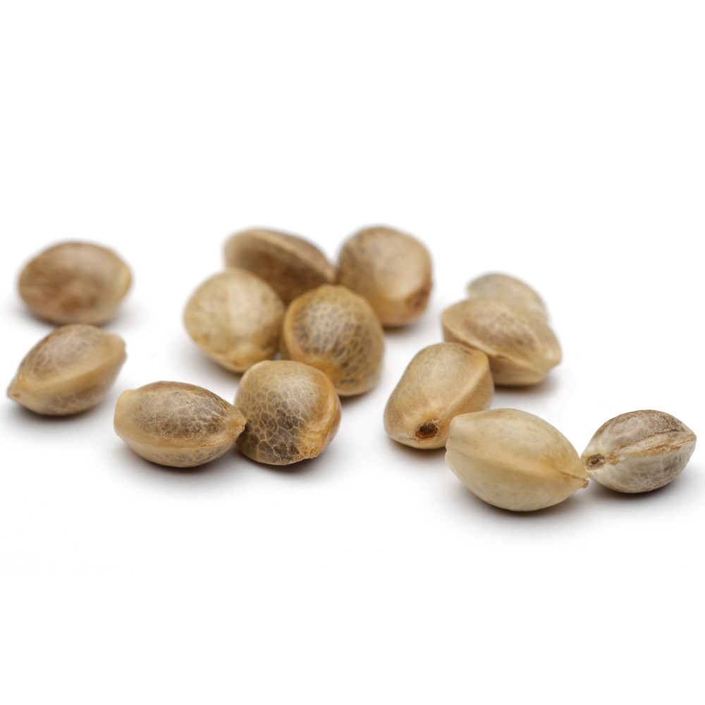 og-kush-fast-version (4)