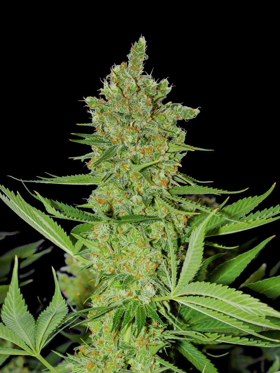 OG Kush Fast Ganja Farmer – klasyczna odmiana, szybka i wydajna 1 Zbliżenie na kwiatostan odmiany OG Kush Fast od Ganja Farmer – gęste, żywiczne pąki pokryte białymi trichomami i pomarańczowymi włoskami na tle ciemnym. Idealna odmiana kolekcjonerska.