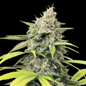 Soczysty top marihuany Runtz Auto 420 Seeds pokryty lśniącą warstwą trichomów, z jasnozielonymi liśćmi i zwartą strukturą pąków na czarnym tle.