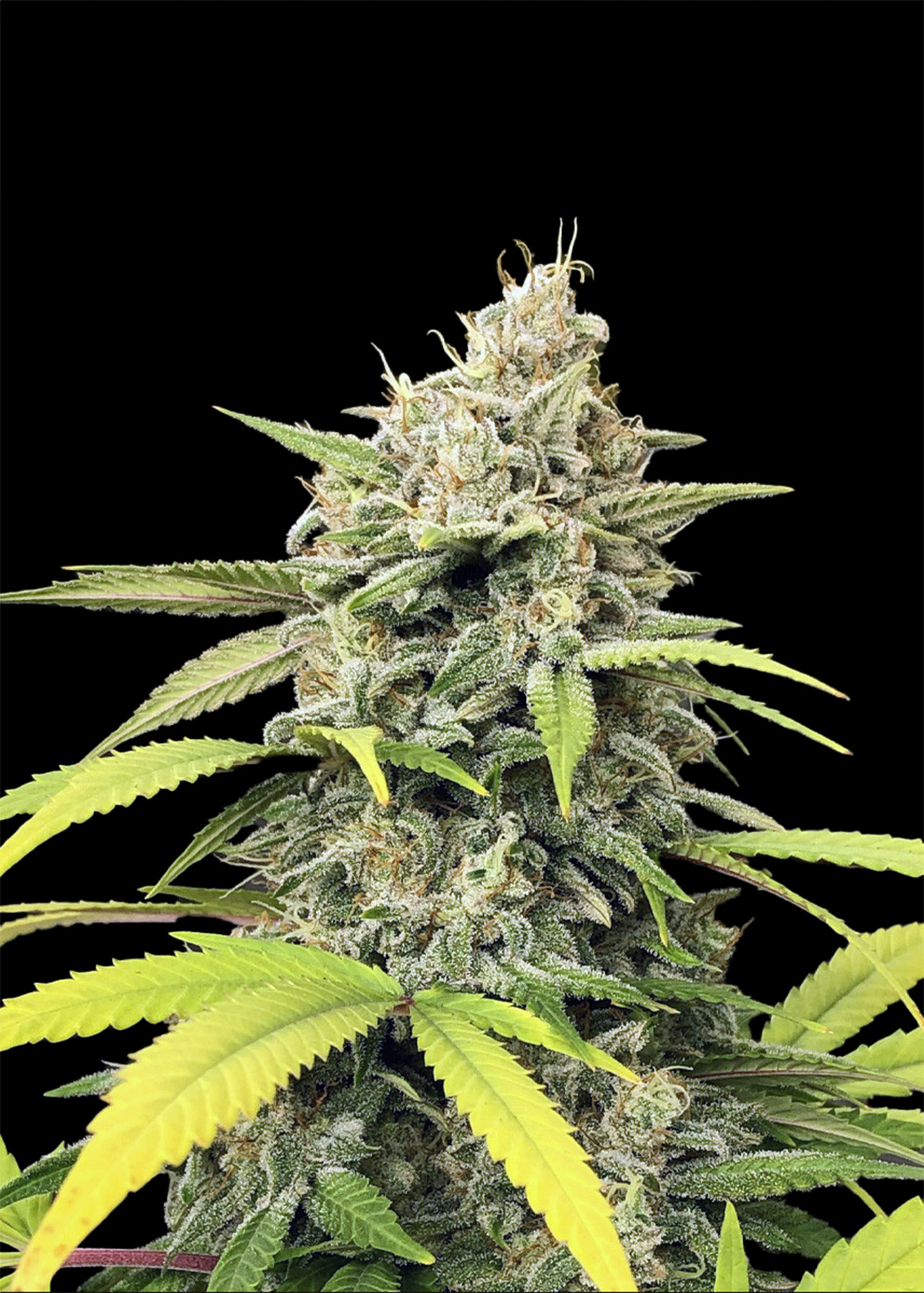 Runtz Auto nasiona marihuany - Strain of the Year 2020 roku 1 Soczysty top marihuany Runtz Auto 420 Seeds pokryty lśniącą warstwą trichomów, z jasnozielonymi liśćmi i zwartą strukturą pąków na czarnym tle.