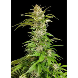 Feminizowana odmiana konopi Skunk 2.0 Fast od Ganja Farmer Seeds – roślina o przewadze genów Indica, gęstych pąkach pokrytych trichomami, szybkim kwitnieniu (6-7 tygodni) i wysokiej zawartości THC (18-23%), idealna do kolekcji indoor i outdoor.