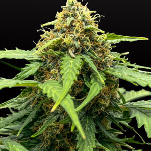 Zbliżenie na roślinę Amnesia Haze Auto – automatycznie kwitnącą odmianę marihuany o gęstych, żywicznych topach pokrytych trichomami i pomarańczowymi słupkami.