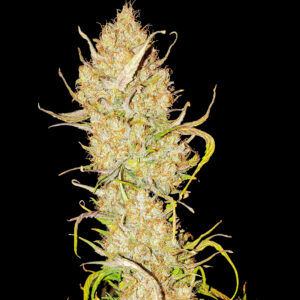 Gęsty, żywiczny top marihuany Apricot Gorilla Auto na czarnym tle – pokryty bursztynowymi słupkami i trichomami. Automatyczna odmiana konopi o wysokim THC i owocowym aromacie.