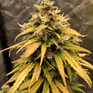 Zbliżenie na roślinę AK47 Auto – gęsty, żywiczny szczyt pokryty trichomami, z zielono-żółtymi liśćmi i pomarańczowymi włoskami, na ciemnym tle.