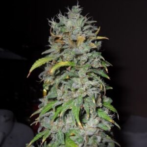 Zbliżenie na roślinę konopi White Widow Auto z gęstymi, żywicznymi pąkami i zielonymi liśćmi na ciemnym tle.