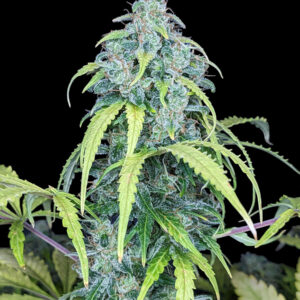 Gęsty, żywiczny top konopi Big Jack Auto pokryty trichomami, z jasnozielonymi liśćmi i pomarańczowymi słupkami na czarnym tle.