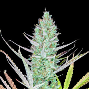 Zdjęcie rośliny konopi Bruce Banner Auto na czarnym tle. Duży, zbity top pokryty gęstą warstwą żywicznych trichomów z widocznymi zielonymi i fioletowymi liśćmi. Odmiana o wysokiej zawartości THC, intensywnym aromacie i dużych plonach. Idealna do uprawy indoor i outdoor.