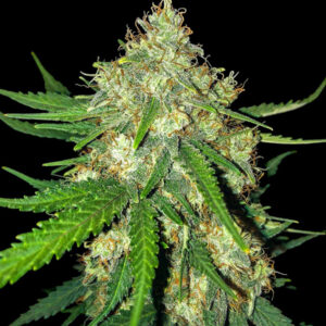 Zdjęcie dojrzałego topu marihuany Cali Gelato Auto, pokrytego gęstą warstwą trichomów. Roślina ma intensywnie zielone liście i pomarańczowe słupki, co świadczy o wysokiej jakości i mocy odmiany.