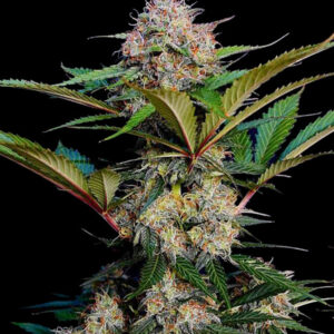 Zdjęcie rośliny marihuany Caramel Auto w fazie kwitnienia. Gęste, żywiczne topy pokryte trichomami i pomarańczowymi słupkami, otoczone zielonymi liśćmi z czerwonymi akcentami. Odmiana automatycznie kwitnąca, o wysokiej zawartości THC i intensywnie słodkim aromacie.