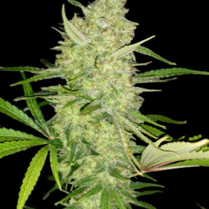 Zbliżenie na roślinę Critical+ 2.0 – duży, gęsty szczyt pokryty żywicznymi trichomami, z jasnozielonymi liśćmi, na czarnym tle.