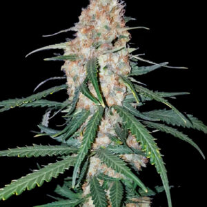 Critical 3.0 – Feminizowana indica z dużymi plonami