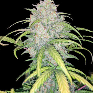 Zbliżenie na roślinę Critical 3.0 Auto – duży, żywiczny szczyt pokryty białymi trichomami i pomarańczowymi włoskami, otoczony zielonymi liśćmi, na czarnym tle.