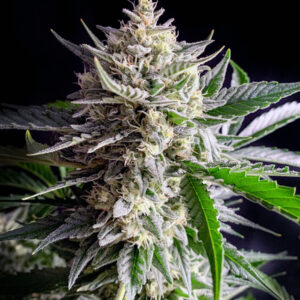 Zbliżenie na roślinę Ganja Runtz Auto – gęste, żywiczne topy pokryte białymi trichomami i jasnopomarańczowymi włoskami, otoczone zielonymi liśćmi, na ciemnym tle.