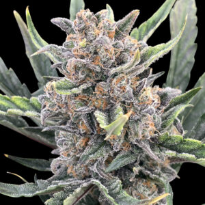 Zbliżenie na roślinę Ganja Skunk Auto – gęste, żywiczne topy pokryte białymi trichomami i pomarańczowymi włoskami, otoczone ciemnozielonymi liśćmi, na czarnym tle.