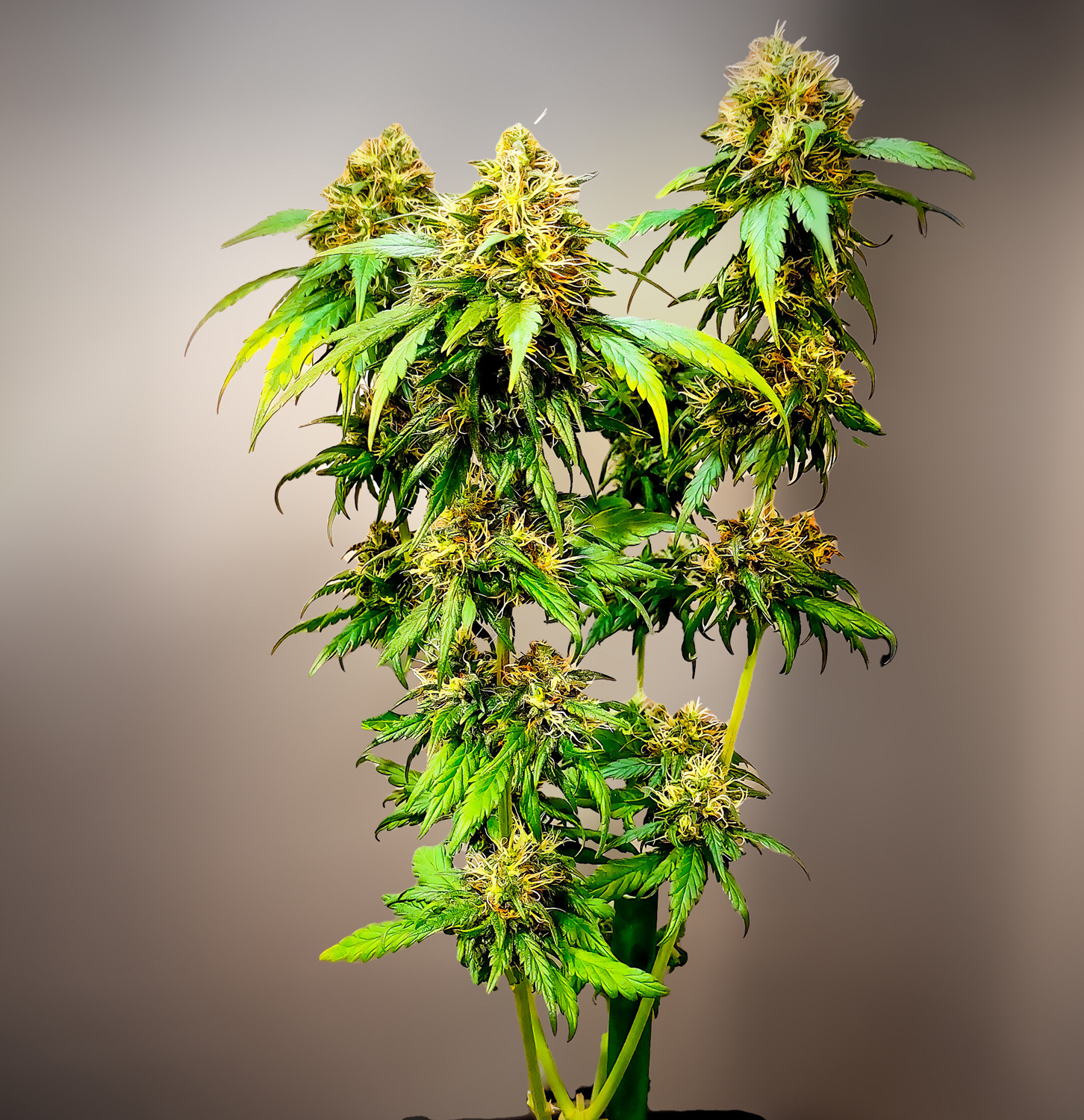 gorilla-cookies-fast-version (2)