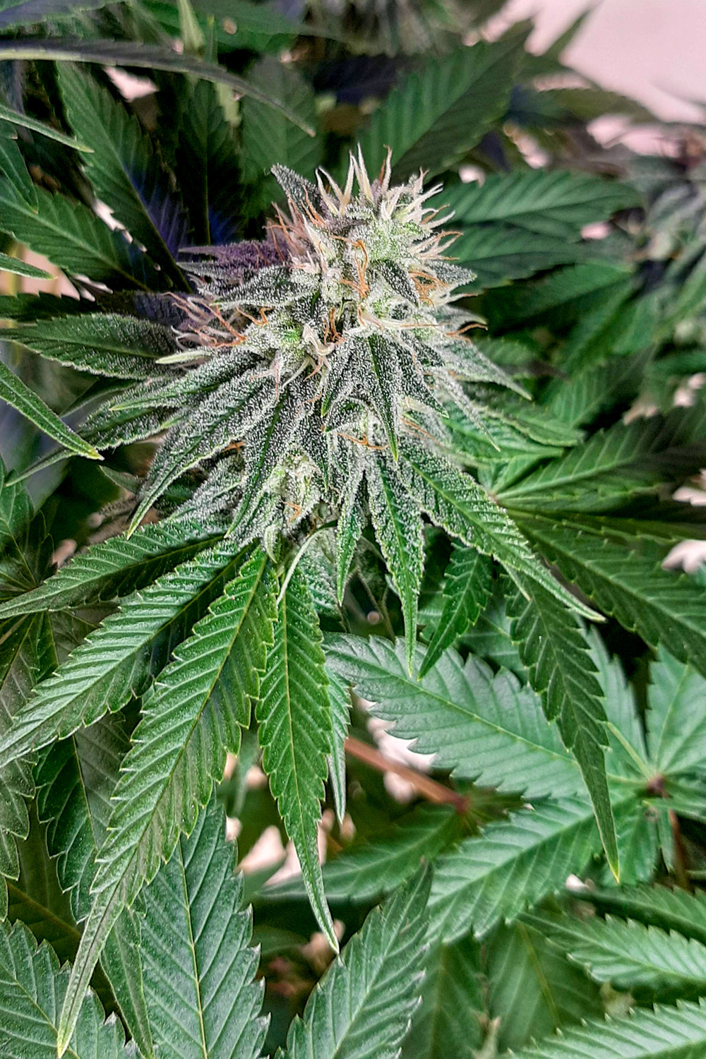 gorilla-cookies-fast-version (3)