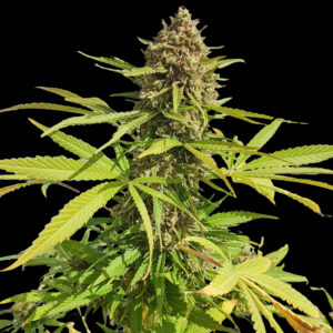 Zbliżenie na roślinę konopi Gorilla Cookies Fast Version z gęstym, żywicznym topem i zielonymi liśćmi na czarnym tle. Roślina w fazie kwitnienia.