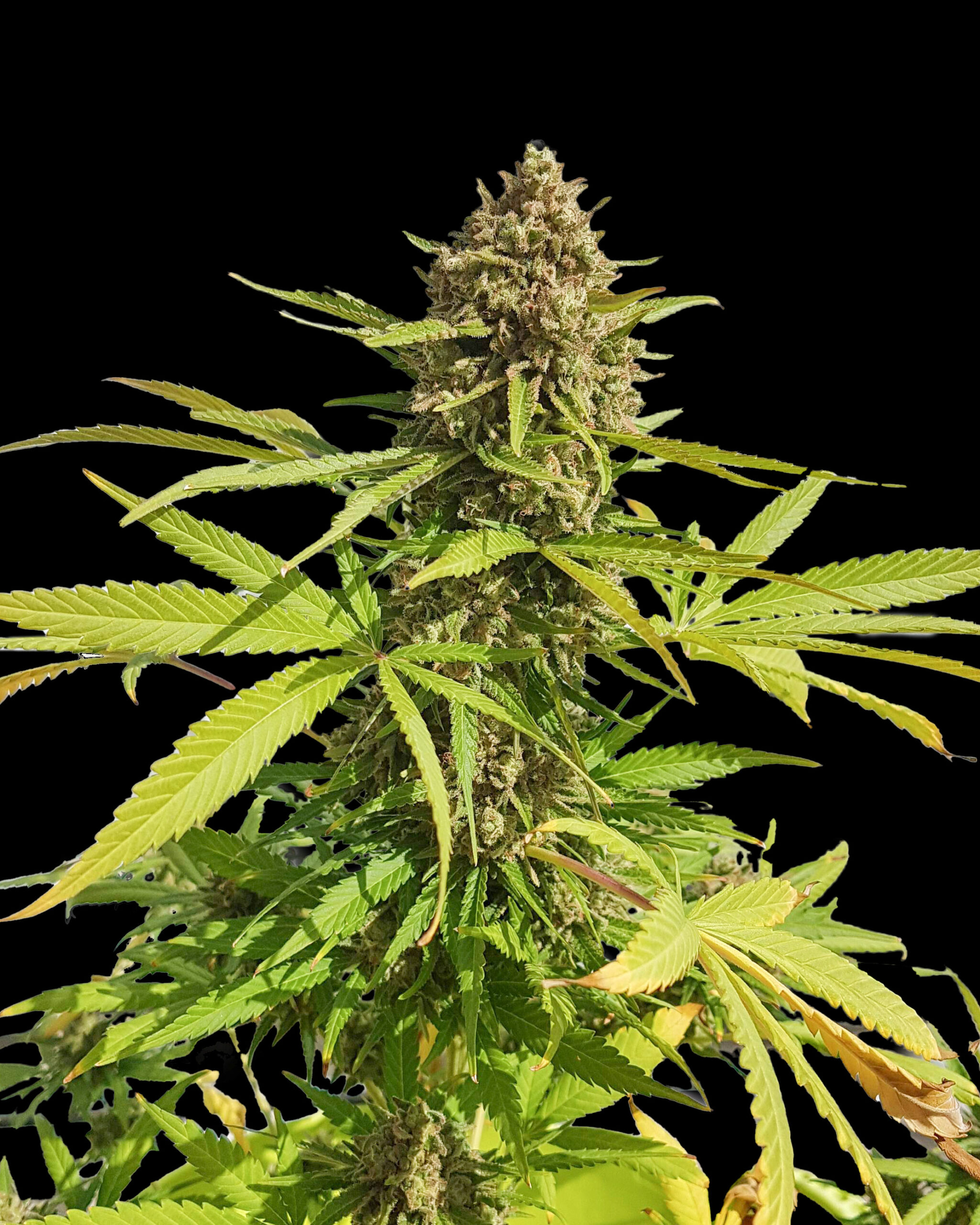 Gorilla Cookies Fast Version – szybko kwitnąca i mocna odmiana! 1 Zbliżenie na roślinę konopi Gorilla Cookies Fast Version z gęstym, żywicznym topem i zielonymi liśćmi na czarnym tle. Roślina w fazie kwitnienia.