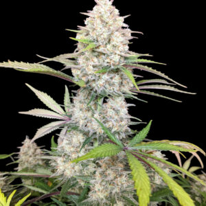 Zbliżenie na roślinę Skywalker OG Gelato Auto – gęste, żywiczne topy pokryte białymi trichomami, z zielono-fioletowymi liśćmi, na czarnym tle.