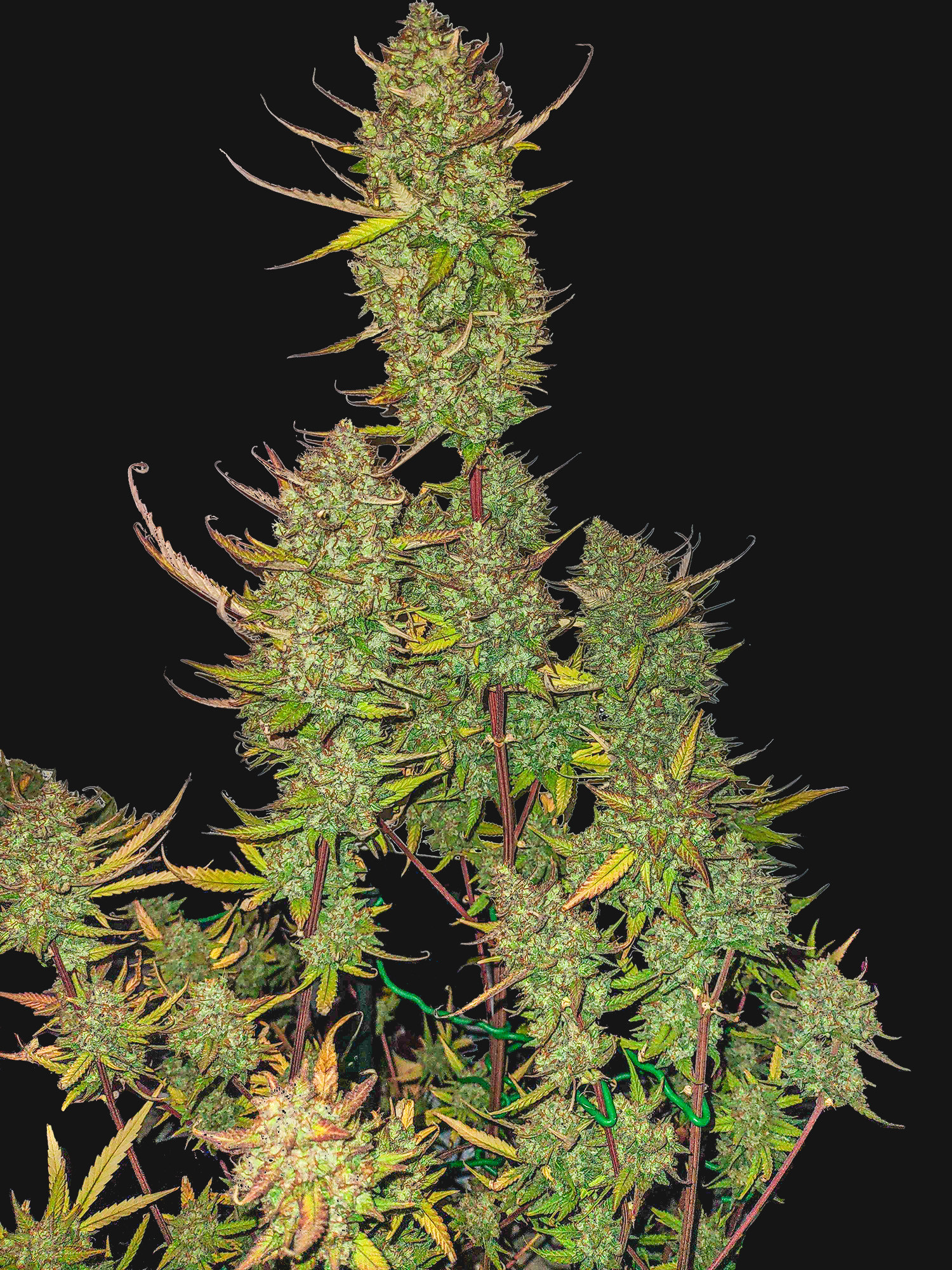 strawberry-cake-auto (1)