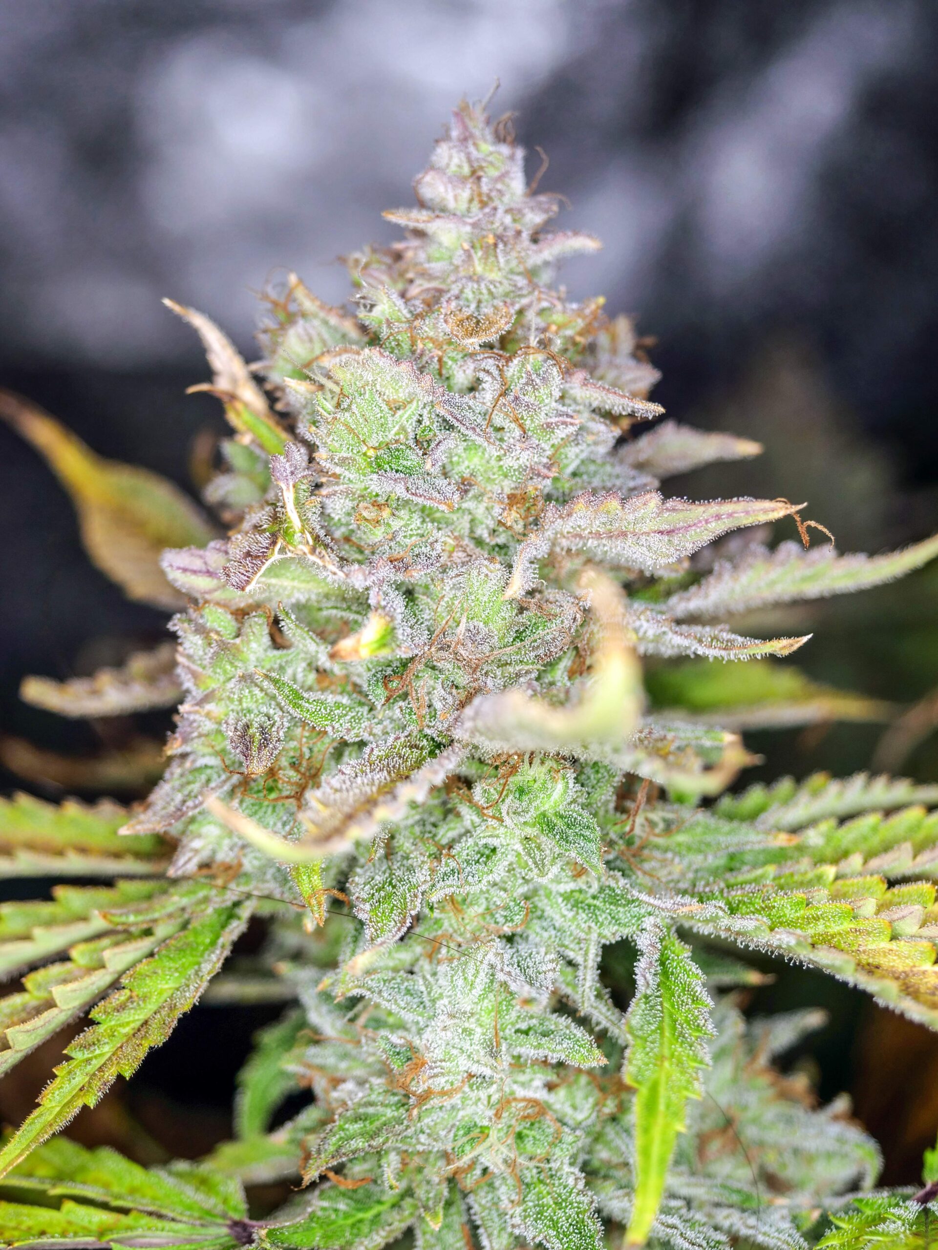 strawberry-cake-auto (2)